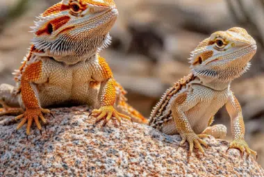 an adult and a juvenile bearded dragon side by side enjoying the sun rays on a rock