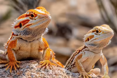Orange and pale bearded dragons sitting side by side on a rock