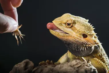 human hand, offering a cricket to a bearded dragon
