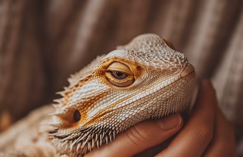 Close-up of a bearded dragon head held in a hand