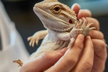 two human hands, holding a bearded dragon, showing his stomache