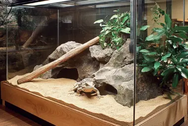 a beautiful designed bearded dragon tank, made of glass