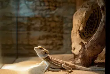 a translucent bearded dragon sitting in the sand in the middle of his tank