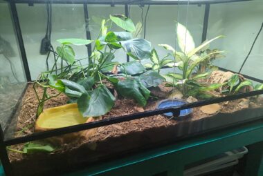 glass tank for bearded dragons with beautiful plants andproper lighting