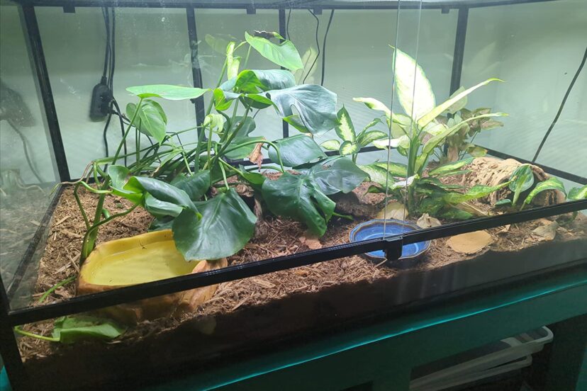 glass tank for bearded dragons with beautiful plants andproper lighting
