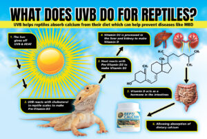 View of Best UVB Lighting for Bearded Dragons - Go BEARDED DRAGON