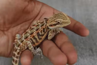 Young bearded dragon held in an open hand for a health check