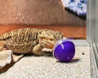 in bearded dragon activities, here a bearded dragon is playing with a blue ball
