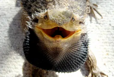 bearded dragon black beard with mouth wide open