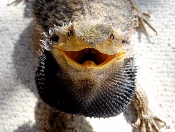 Bearded dragon with its mouth open, showing the inside of the mouth