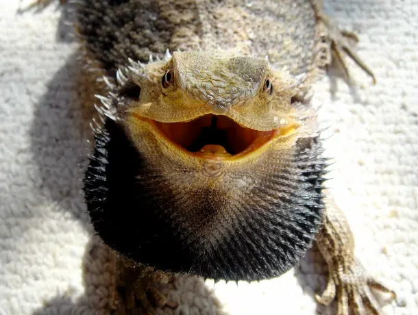 bearded dragon black beard with mouth wide open