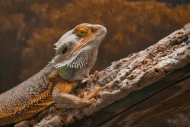 a central bearded dragon sitting on a tree, basking