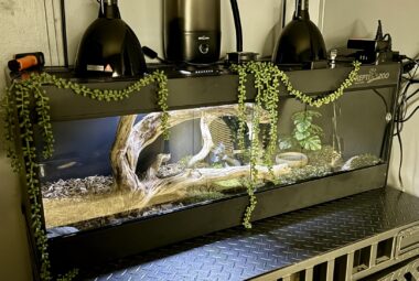 example-for-a-pvc-bearded-dragon-cage