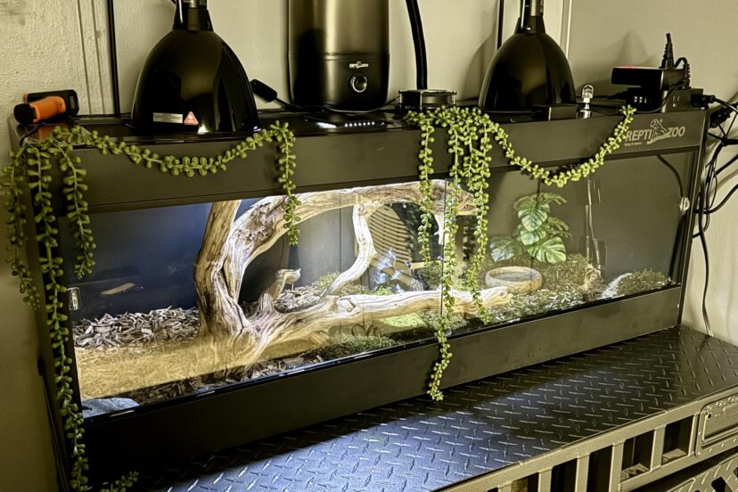 example-for-a-pvc-bearded-dragon-cage