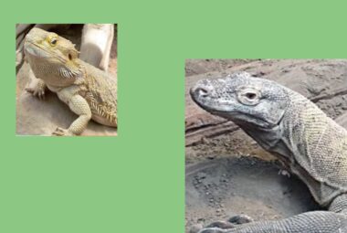 an image of a bearded dragon in the topleft corner vs, a komodo dragon in the right corner
