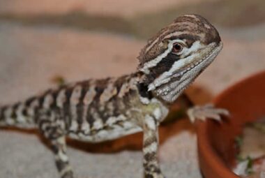 a rankin dragon, sitting on a table, the left arm on a food bowl