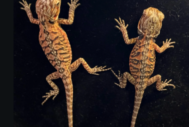 Two silkback bearded dragon sitting on ablack carpet on a desk