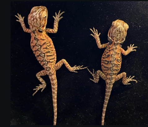 Two silkback bearded dragon sitting on ablack carpet on a desk