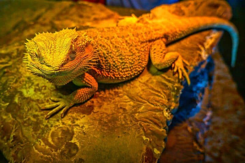 bearded dragon heat bathing