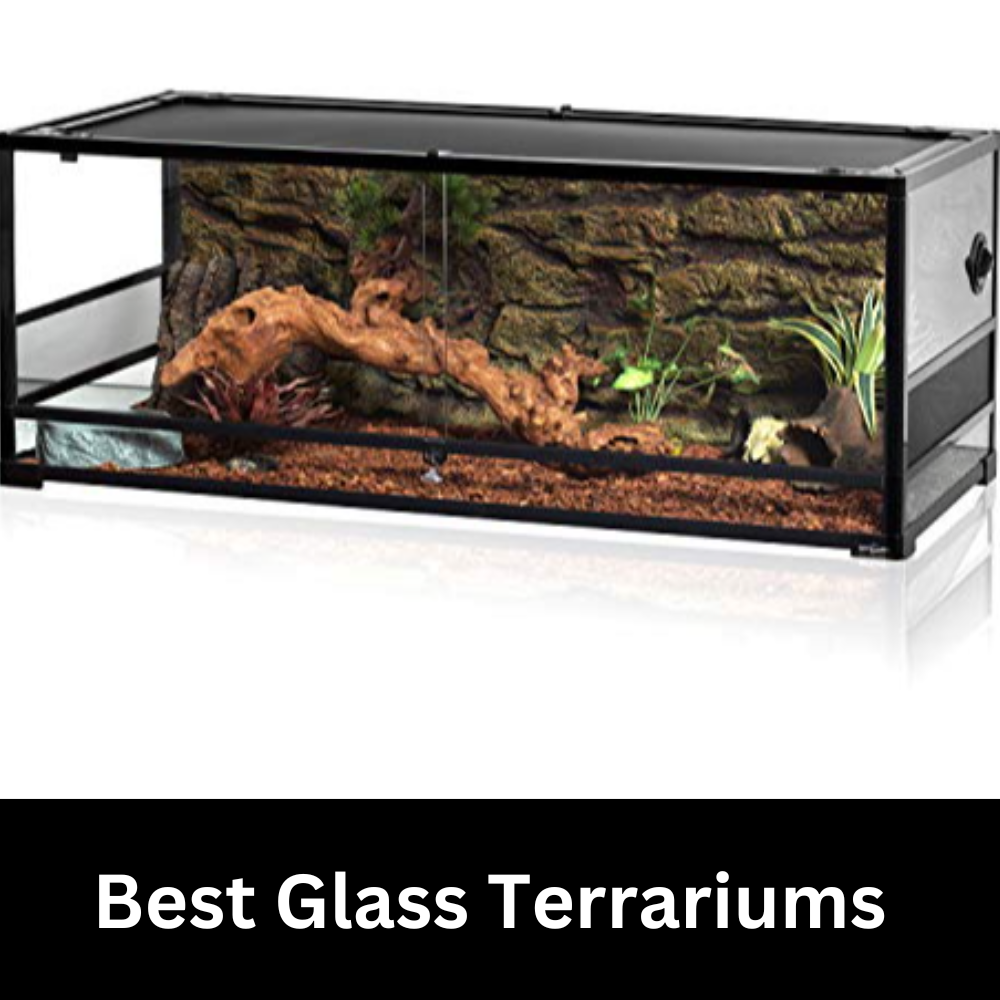 best glass terrariums