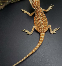 Baby-Bearded-Dragon-Orange-Leatherback-Dunner on a black table