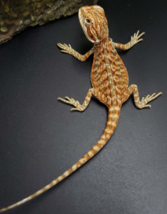 Baby-Bearded-Dragon-Orange-Leatherback-Dunner on a black table