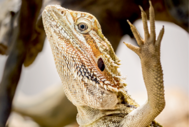 bearded dragon arm waving