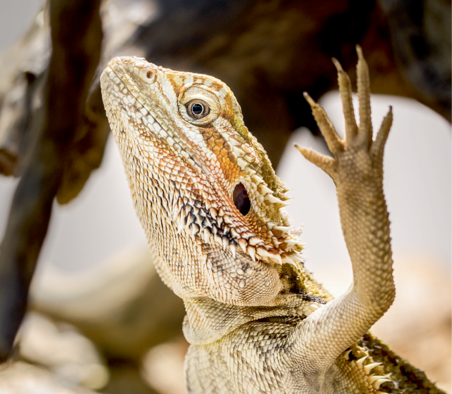 bearded dragon arm waving