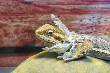 bearded-dragon-shedding-his-skin