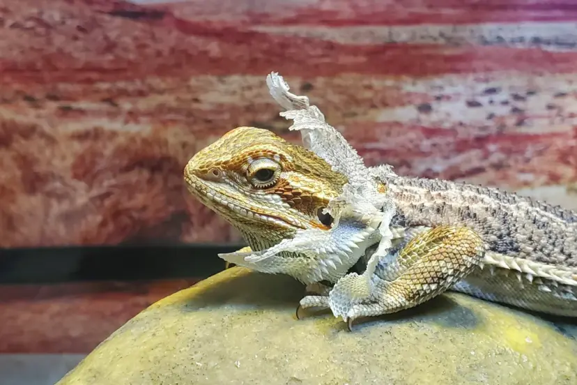 Bearded Dragon Shedding Process