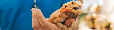 reptile-vet-carrying-a-bearded-dragon