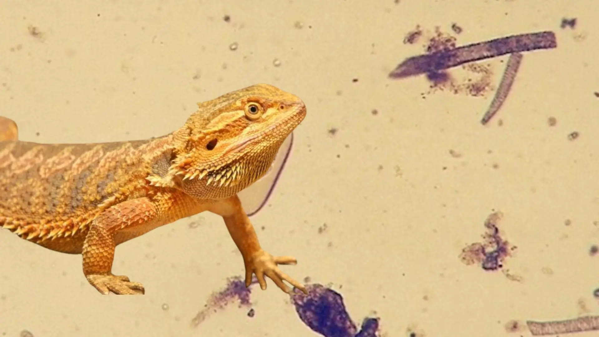 Bearded dragon in front of parasites shown under a microscope