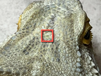 bearded dragon 3rd eye