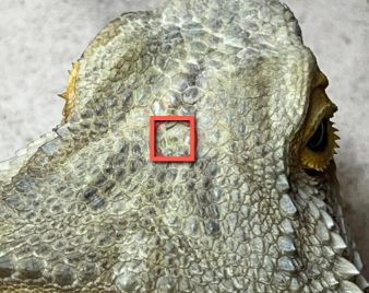 bearded dragon 3rd eye