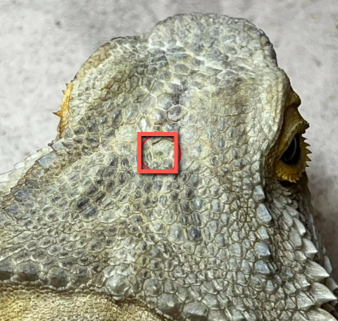 bearded dragon 3rd eye
