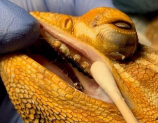 The-image-shows-the-examination-of-a-bearded-dragon-mouth-rot-possibly-involving-the-taking-of-a-sample-or-the-administration-of-medication