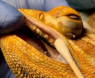 The-image-shows-the-examination-of-a-bearded-dragon-mouth-rot-possibly-involving-the-taking-of-a-sample-or-the-administration-of-medication