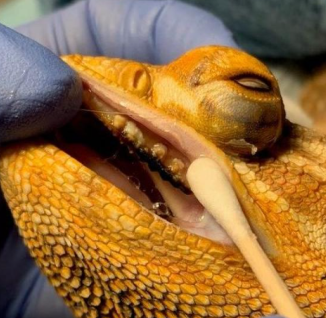 The-image-shows-the-examination-of-a-bearded-dragon-mouth-rot-possibly-involving-the-taking-of-a-sample-or-the-administration-of-medication