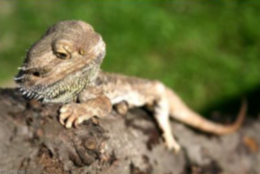 bearded dragon health checklist