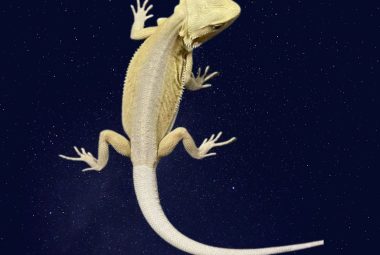 a witblits bearded dragon on a dark table