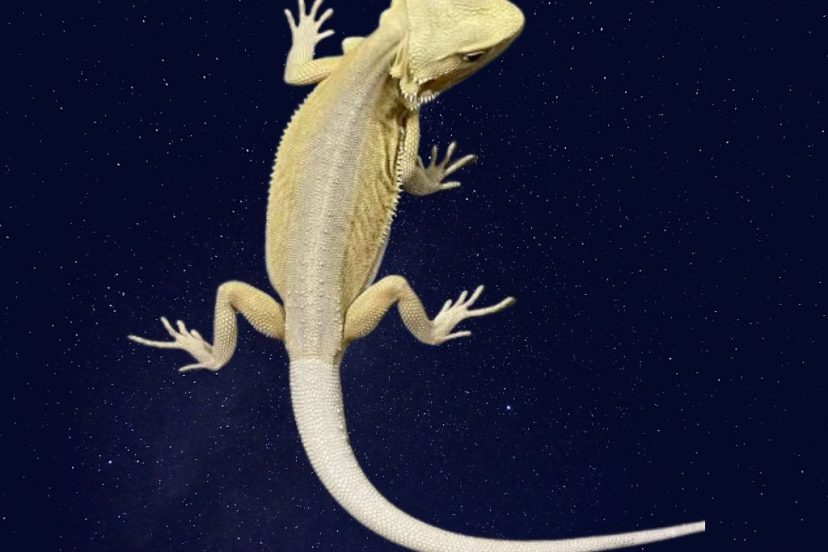 a witblits bearded dragon on a dark table