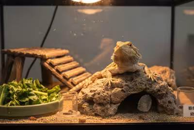 玻璃箱饲养鬃狮蜥成长阶段的养护要点