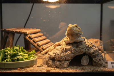 玻璃箱饲养鬃狮蜥成长阶段的养护要点
