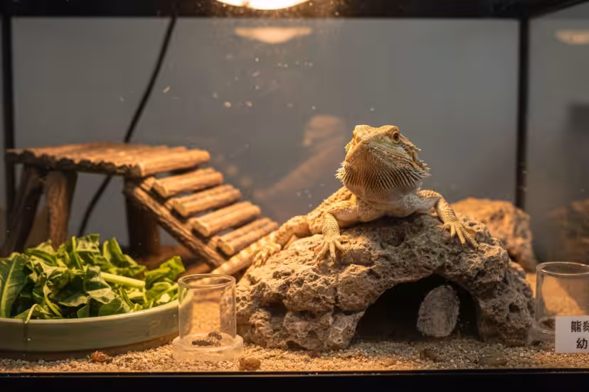 玻璃箱饲养鬃狮蜥成长阶段的养护要点