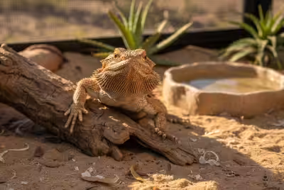 Bearded dragon bobbing head in terrarium