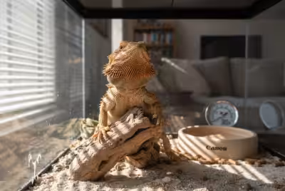 兽医正在玻璃箱里给胡须龙做健康检查