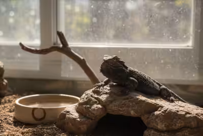 Bearded dragon turning black on terrarium rock