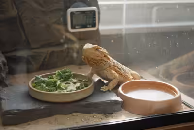 在饲养箱里，胡子龙正一边啃食新鲜蔬菜，一边捕捉蟋蟀，吃得津津有味。