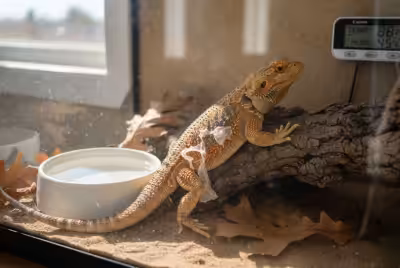 Bearded dragon shedding in clean terrarium