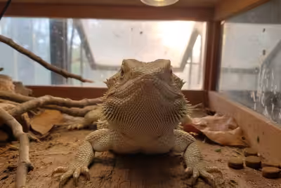 近距离展现胡须龙下巴和胡须的细节特写